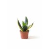 Sansevieria 'Golden Hahnii Black', Ø 6 cm