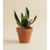 Sansevieria 'Golden Hahnii Black', Ø 6 cm