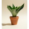 Sansevieria trifasciata 'Hahnii', Ø 6 cm