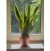 Sansevieria trifasciata 'Laurentii', Ø 14 cm