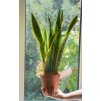 Sansevieria trifasciata 'Laurentii', Ø 14 cm