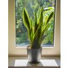 Sansevieria trifasciata 'Laurentii', Ø 14 cm