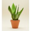 Sansevieria trifasciata 'Moonshine', Ø 9 cm