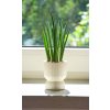 158 1 sansevieria fernwood 6 cm