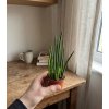 158 1 sansevieria fernwood 6 cm