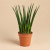 Sansevieria ´Fernwood´, Ø 6 cm