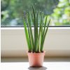 Sansevieria ´Fernwood´, Ø 6 cm