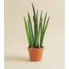 Sansevieria ´Fernwood´, Ø 6 cm