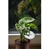 173 monstera adansonii mint rizek