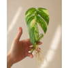 Epipremnum pinnatum Cintho Goldfinger - Řízek