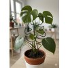 Opora pro rostliny Monstera