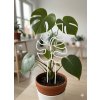 Opora pro rostliny Monstera