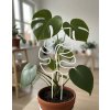Opora pro rostliny Monstera