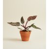 Philodendron 'Pink Princess', Ø 9 cm