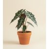 Alocasia 'Polly', Ø 12 cm