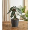 Alocasia 'Polly', Ø 12 cm