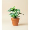 Monstera 'Minima', Ø 12 cm
