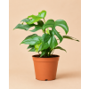 Monstera 'Minima'  Raphidophora Tetrasperma