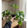 362 2 monstera minima 12 cm