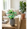 Monstera 'Minima', Ø 12 cm