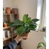 371 1 philodendron birkin 11 cm