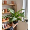 434 1 aglaonema silver bay 11 cm