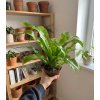 437 1 asplenium antiquum 12 cm