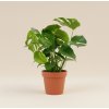 Monstera 'Deliciosa', Ø 17 cm