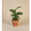Monstera obliqua 'Monkey Mask', Ø 12 cm