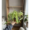 488 1 chlorophytum bonnie 12 cm