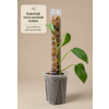 Opora pro pokojové rostliny – Moss Poles Classic