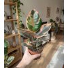 534 1 ficus elastica belize 12 cm