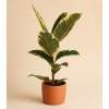 Ficus elastica 'Tineke', Ø 12 cm