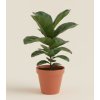 Ficus lyrata 'Bambino', Ø 12 cm