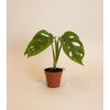 Monstera adansonii 'Mint', Ø 6 cm
