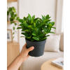 Peperomia 'angulata', Ø 12 cm