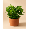 Peperomia 'angulata', Ø 12 cm