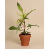 Philodendron 'Florida Ghost', Ø 12 cm