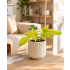 Philodendron 'Florida Ghost' - Interiér