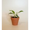 Philodendron 'White Princess', Ø 8 cm