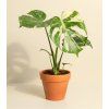 Monstera deliciosa ‘Thai Constellation’, Ø 15 cm