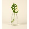 Monstera adansonii variegata - Řízek