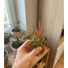 594 1 tillandsia mix