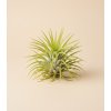 Tillandsia mix