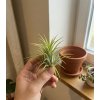 594 tillandsia mix