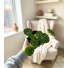 Pilea 'Peperomioides' Variegata, Ø 13 cm