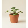 Pilea 'Peperomioides' Variegata, Ø 13 cm