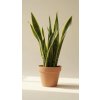 Tchýnin jazyk (Sansevieria laurenti) - Řízek