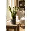 Tchýnin jazyk (Sansevieria laurenti) - Řízek