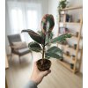Ficus elastica 'Ruby', Ø 9 cm